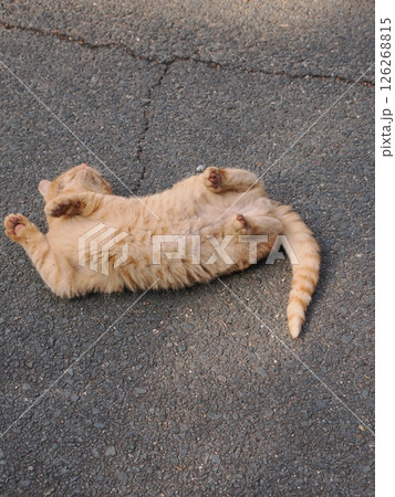 冷たい地面で伸びをする可愛い子猫 126268815