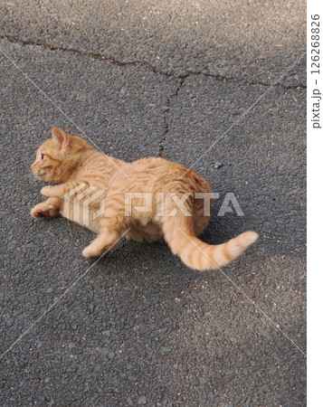 冷たい地面で伸びをする可愛い子猫 126268826