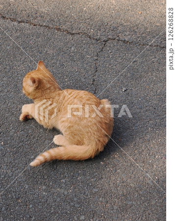 冷たい地面で伸びをする可愛い子猫 126268828