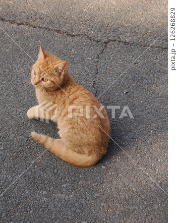冷たい地面で伸びをする可愛い子猫 126268829
