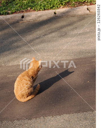 冷たい地面で伸びをする可愛い子猫 126268842