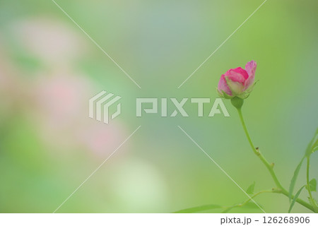 バラ　 126268906