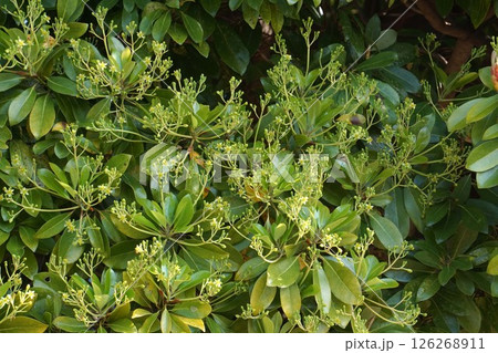 タブノキの花・2025年4月　 126268911