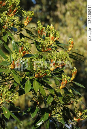 タブノキの花・2025年4月　 126268914