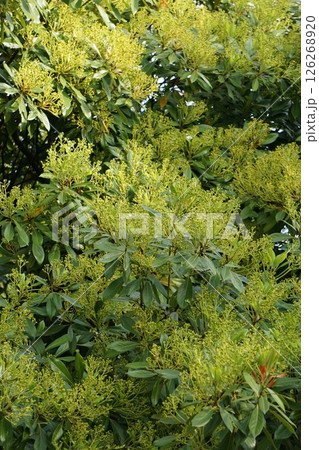 タブノキの花・2025年4月　 126268920