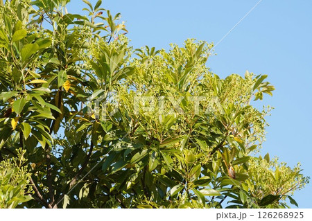 タブノキの花・2025年4月 タブノキの花・2025年4月 126268925