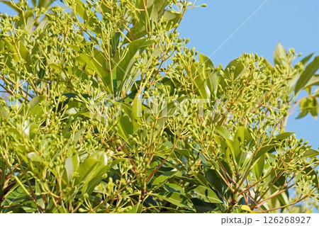 タブノキの花・2025年4月 タブノキの花・2025年4月 126268927