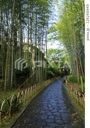 修善寺温泉の竹林の小路 126268949