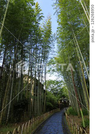 修善寺温泉の竹林の小路 修善寺温泉の竹林の小路 126268950