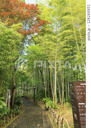 修善寺温泉の竹林の小路 修善寺温泉の竹林の小路 126268951