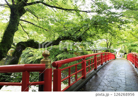 修善寺温泉の竹林の小路 修善寺温泉の竹林の小路 126268956