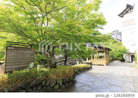 修善寺温泉の竹林の小路 修善寺温泉の竹林の小路 126268959