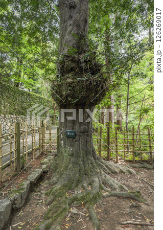 龍潭寺(浜松市)の「梛の木」 龍潭寺(浜松市)の「梛の木」 126269017