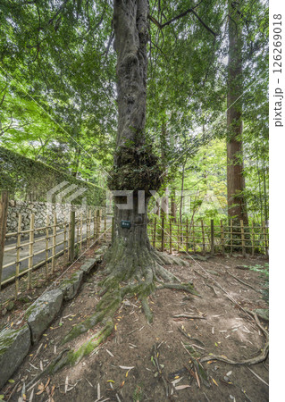 龍潭寺（浜松市）の「梛の木」 126269018