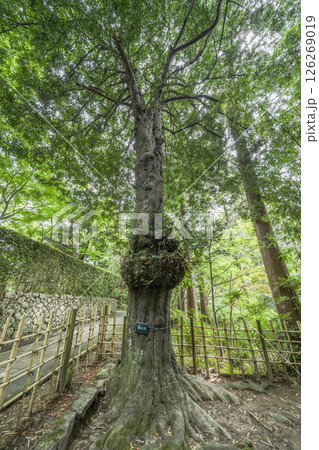 龍潭寺（浜松市）の「梛の木」 126269019