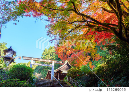 紅葉に包まれた日向大神宮 紅葉に包まれた日向大神宮 126269066