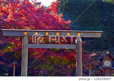 紅葉に包まれた日向大神宮 126269067