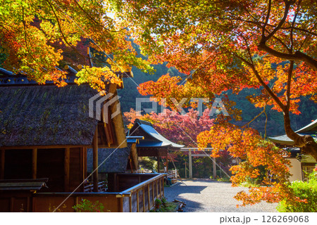紅葉に包まれた日向大神宮 126269068