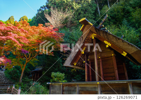 紅葉に包まれた日向大神宮 紅葉に包まれた日向大神宮 126269071