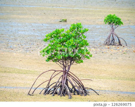 石垣島・名蔵湾のマングローブ（沖縄県石垣市） 126269075