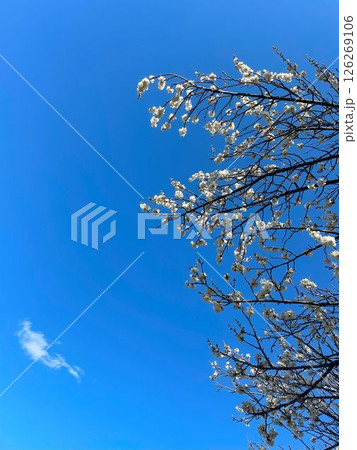 春の青空に映える梅の花 春の青空に映える梅の花 126269106