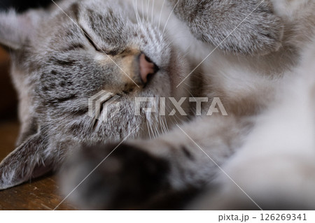 眠る可愛い飼いネコ シャムトラ猫 眠る可愛い飼いネコ シャムトラ猫 126269341