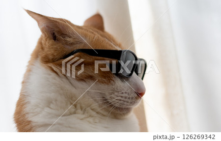 サングラスをかけた可愛い猫 茶トラ白 サングラスをかけた可愛い猫 茶トラ白 126269342