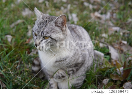 見つめるハンサムな猫 見つめるハンサムな猫 126269473