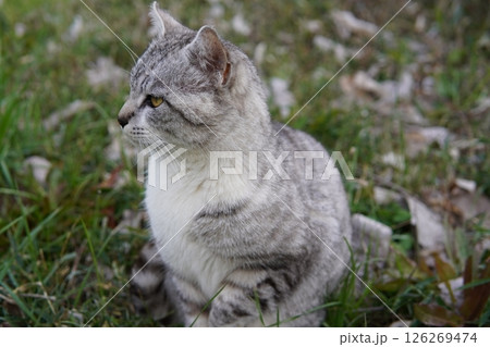 見つめるハンサムな猫 126269474