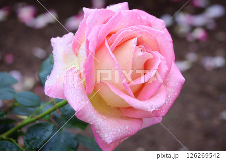 バラ　エル 126269542