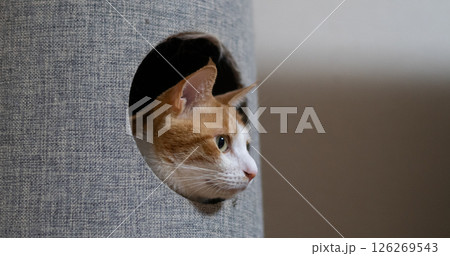 キャットタワーから顔を出す猫　茶トラ白 126269543