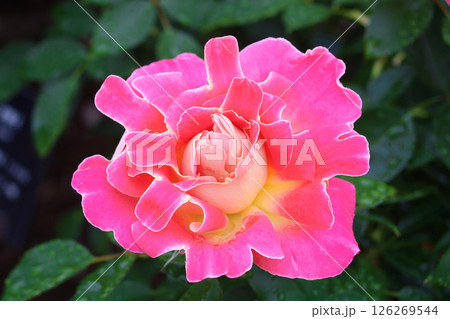 バラ ピンクレディラッフル バラ ピンクレディラッフル 126269544