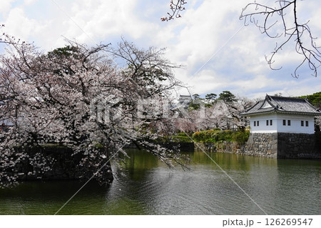 小田原城と満開の桜 4月小田原130小田原城と桜 小田原城と満開の桜 4月小田原130小田原城と桜 126269547