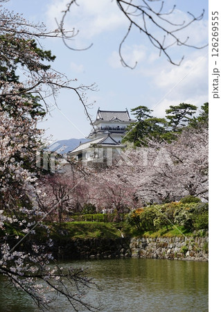 小田原城と満開の桜　4月小田原137小田原城と桜 126269555