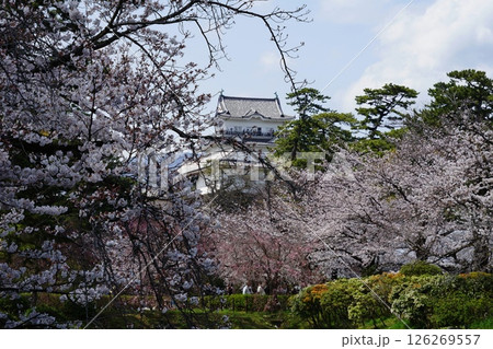 小田原城と満開の桜　4月小田原139小田原城と桜 126269557