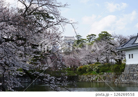 小田原城と満開の桜 4月小田原140小田原城と桜 小田原城と満開の桜 4月小田原140小田原城と桜 126269558