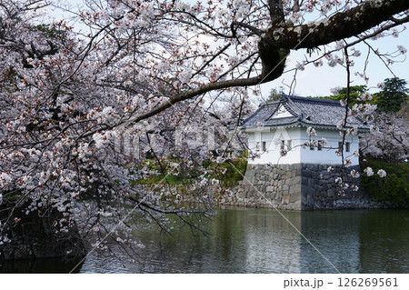 小田原城の隅櫓と満開の桜 4月小田原143隅櫓と桜 小田原城の隅櫓と満開の桜 4月小田原143隅櫓と桜 126269561