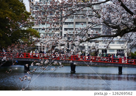 小田原城、お堀の水面に映る桜と学橋　4月小田原144学橋と桜 126269562
