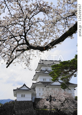 満開の桜に囲まれた小田原城 4月小田原149小田原城と桜 満開の桜に囲まれた小田原城 4月小田原149小田原城と桜 126269567