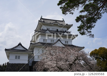満開の桜に囲まれた小田原城　4月小田原150小田原城と桜 126269568