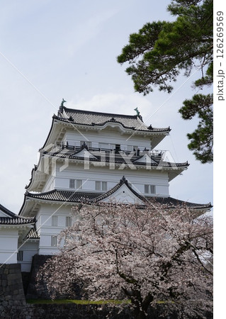 満開の桜に囲まれた小田原城　4月小田原151小田原城と桜 126269569