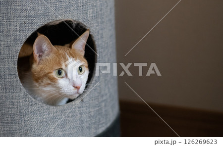 キャットタワーから顔を出す猫　茶トラ白 126269623