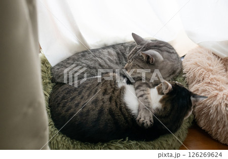 窓辺で眠る二匹の猫 126269624