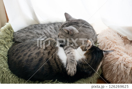 窓辺で眠る二匹の猫 126269625