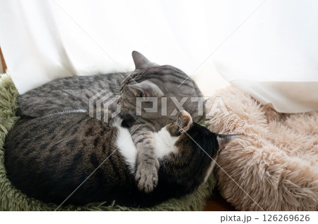 窓辺で眠る二匹の猫 126269626