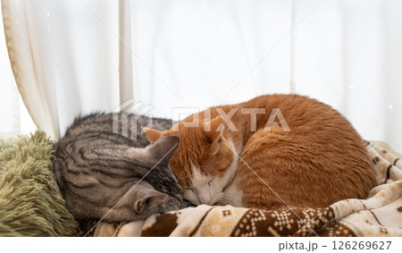 窓辺で眠る二匹の猫 126269627