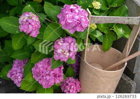 ピンクの紫陽花と木製の柄杓が彩る初夏の情景 ピンクの紫陽花と木製の柄杓が彩る初夏の情景 126269733