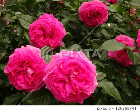 五月の花花 五月の花花 126269741