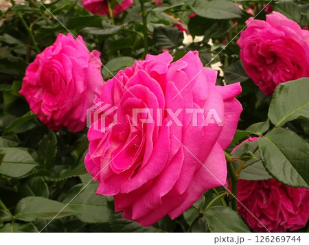 五月の花花 五月の花花 126269744