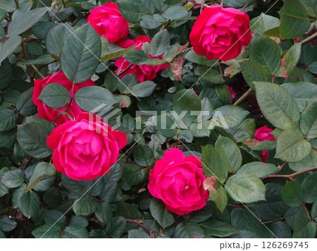 五月の花花 126269745